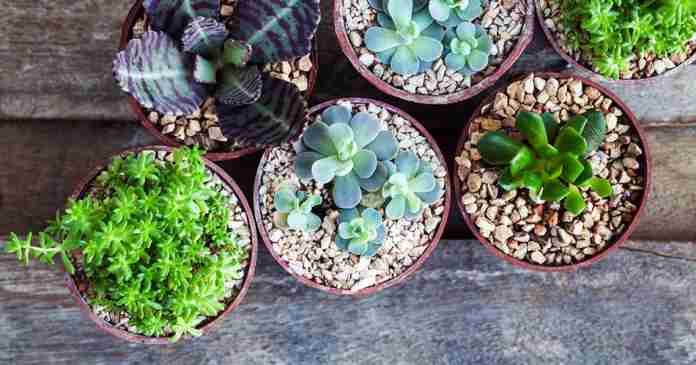 PlantasPrimavera