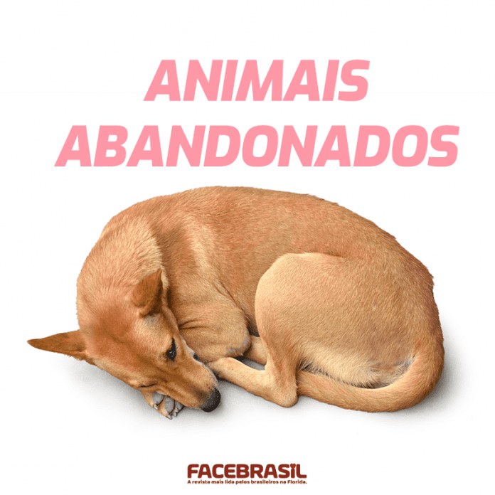 animais01