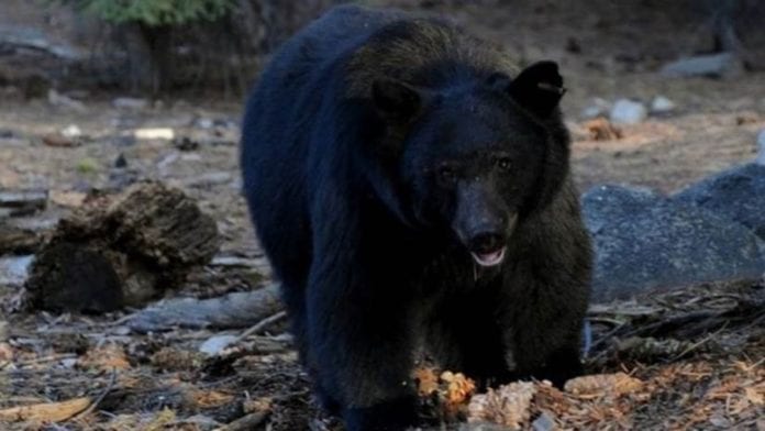 urso