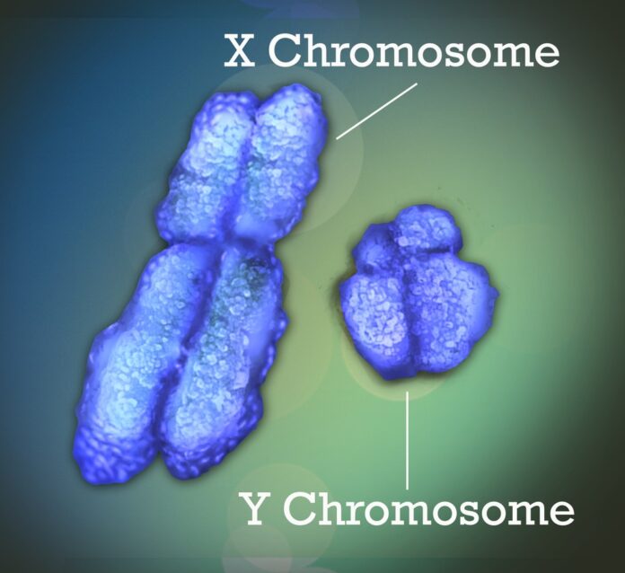 cromossomo