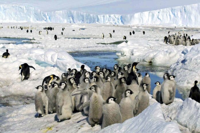 pinguim